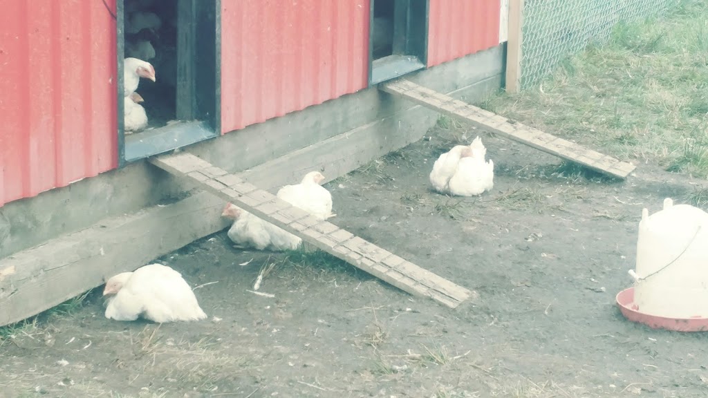Sullivans Family Farm | 161 Sullivan Rd, Nuttby, NS B6L 6T5, Canada | Phone: (902) 890-0415