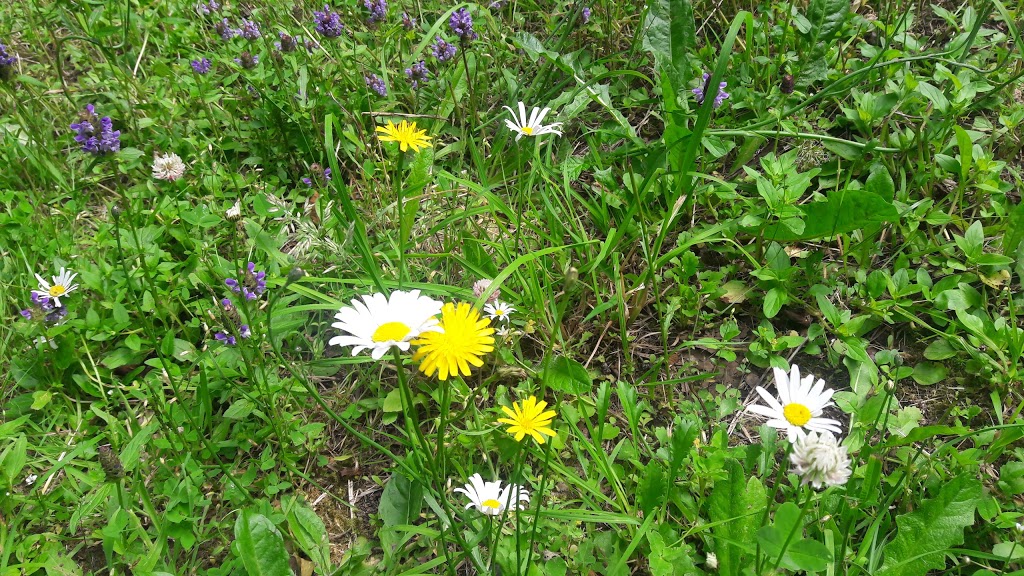 Stocking Creek Park | Stocking Creek Trail, Chemainus, BC V0R 1K0, Canada
