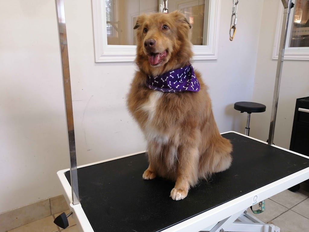 Toilettage canin, félin Véronique et Jennifer | 365 Bd Adolphe-Chapleau, Bois-des-Filion, QC J6Z 1H1, Canada | Phone: (450) 951-2455