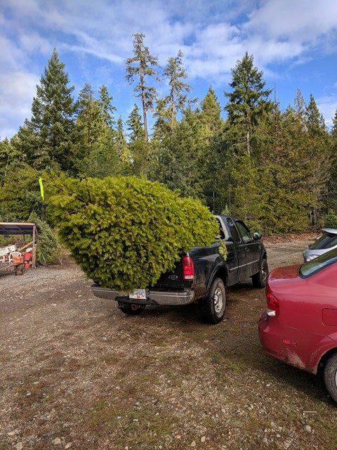 Whiskey Creek Christmas Tree Farm | Melrose Rd, Qualicum Beach, BC V9K 2M9, Canada | Phone: (250) 661-9528