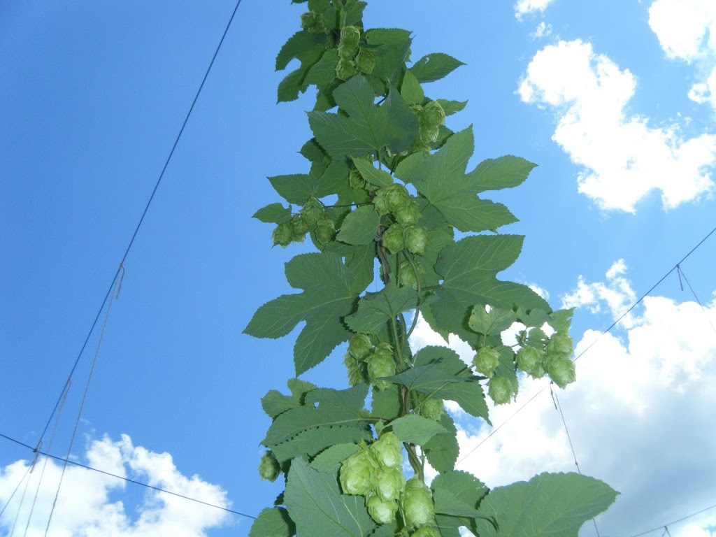 Barkshanty Hops, LLC | N Ridge Rd, Port Sanilac, MI 48469, USA | Phone: (810) 335-5361