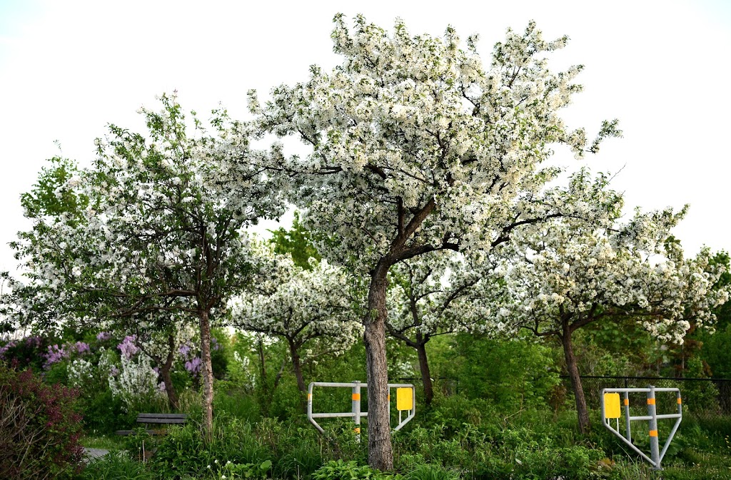 Dr. Martin L. Dobkin Community Park | 395 Fairview Rd W, Mississauga, ON L5B 4C7, Canada | Phone: (905) 858-5959