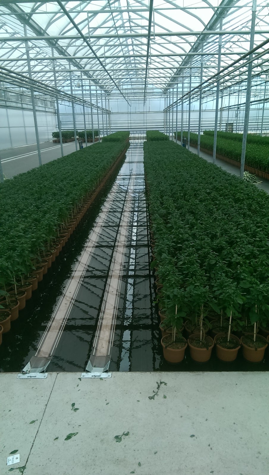 Dutch Flower House | 1214 Concession 7 Rd, Niagara-on-the-Lake, ON L0S 1J0, Canada | Phone: (905) 684-0600