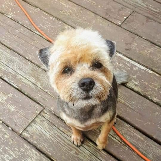 Woofs of Wisdom | Burton Rd, Gibsons, BC V0N 1V2, Canada | Phone: (604) 861-9663