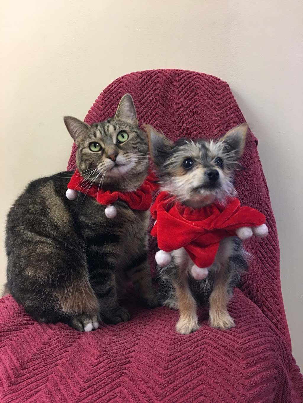 East Gwillimbury Veterinary Hospital | 18990 McCowan Rd, Mount Albert, ON L0G 1M0, Canada | Phone: (905) 473-1659