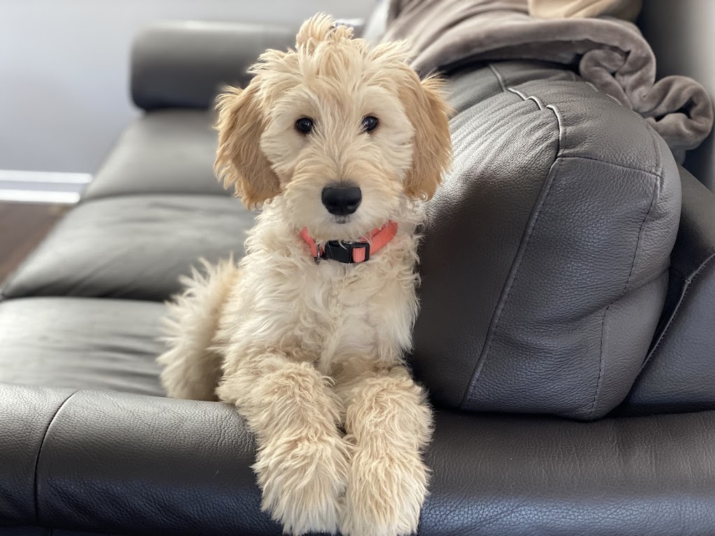 Daisy’s Golden Doodles | 1064 Bronk Rd, Belleville, ON K0K 2V0, Canada | Phone: (613) 242-5754