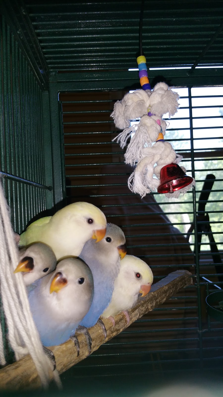 Sudbury BIRD House | 166 St Joseph St, Sudbury, ON P3B 2R1, Canada | Phone: (705) 677-8932