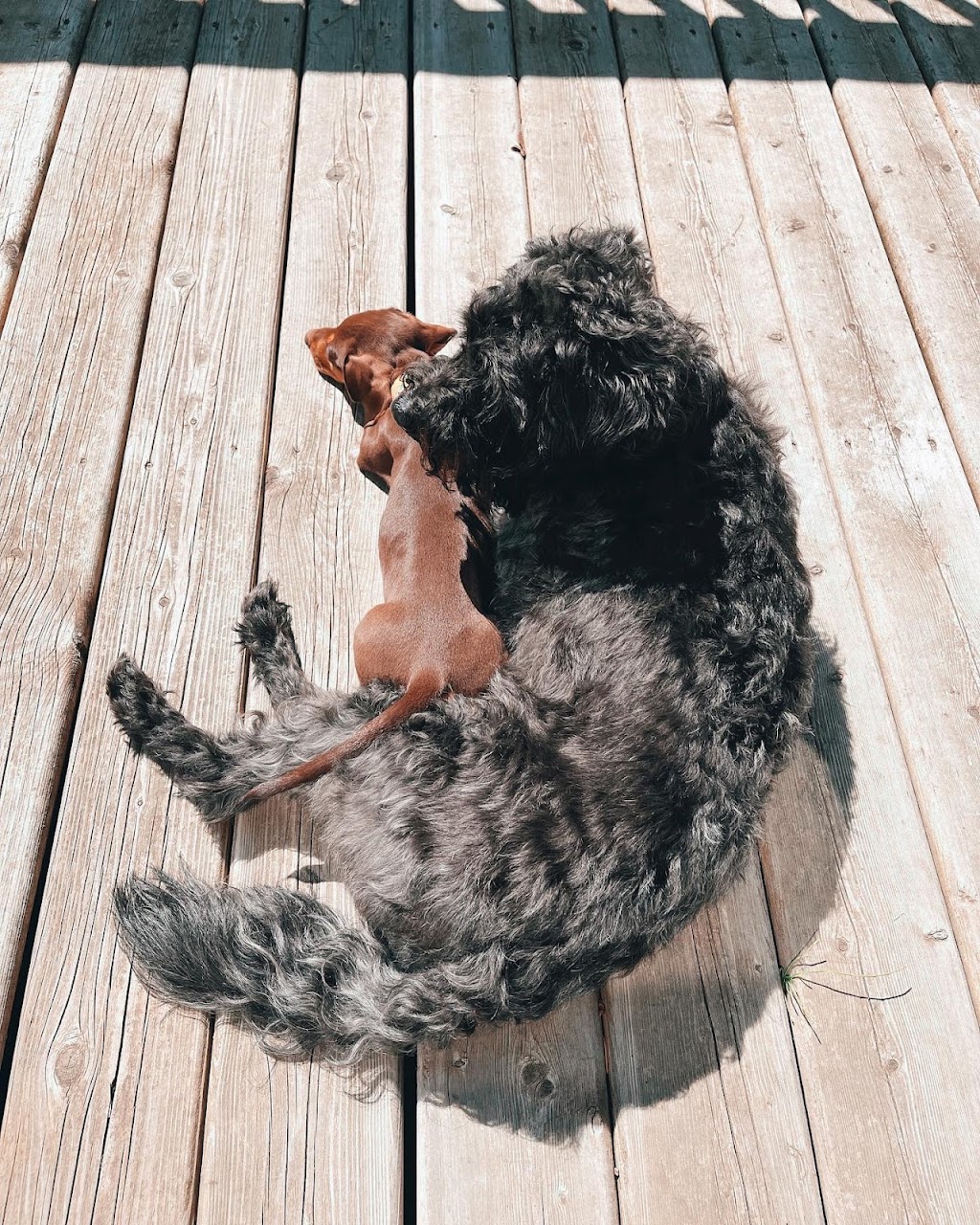 Silk & Bone Dog Grooming | 8010 Coleman St, Mission, BC V2V 6R5, Canada | Phone: (604) 908-9395