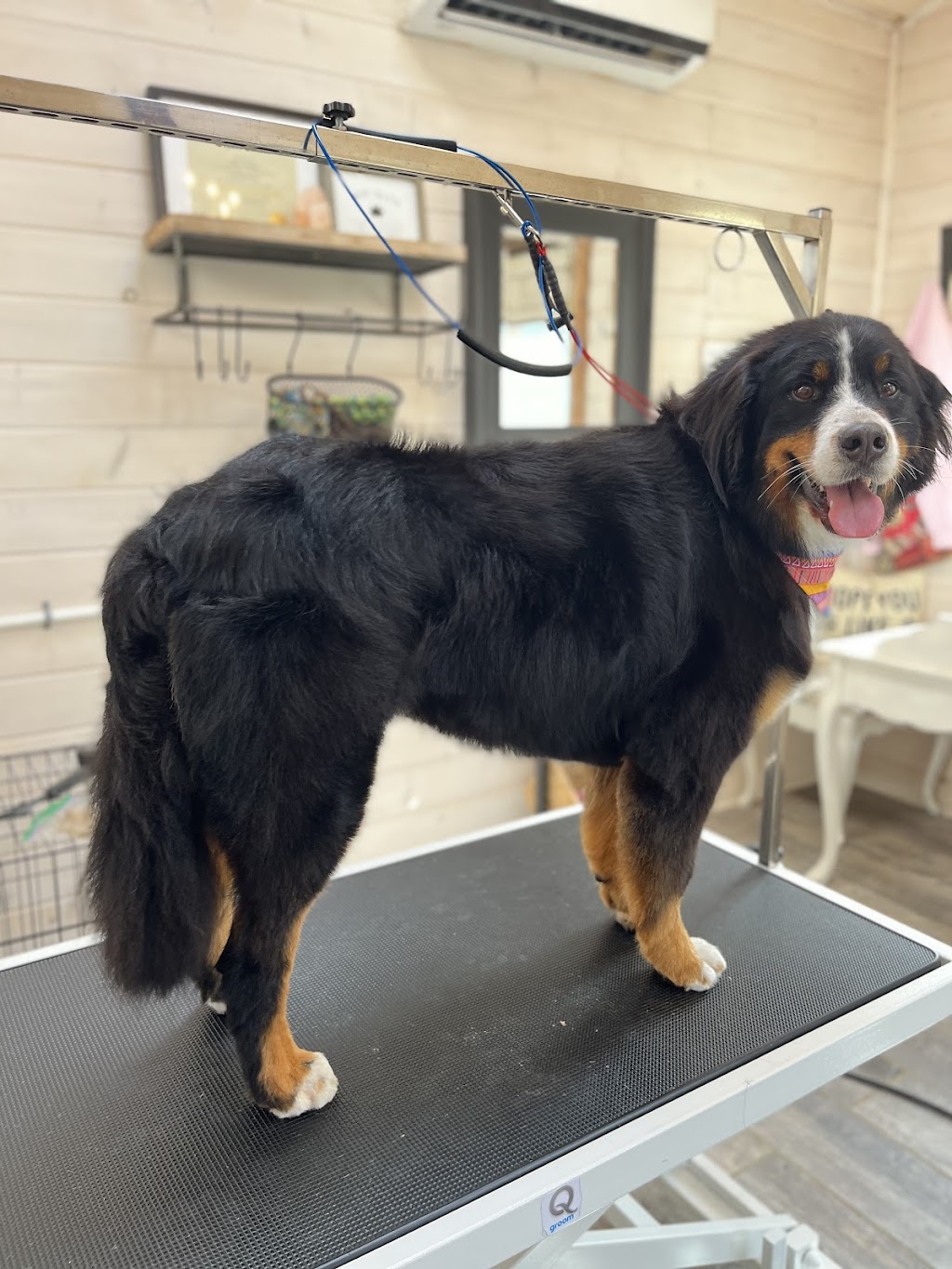 Taylord Paws | 962 Beach Blvd, Hamilton, ON L8H 6Z4, Canada | Phone: (905) 961-7297