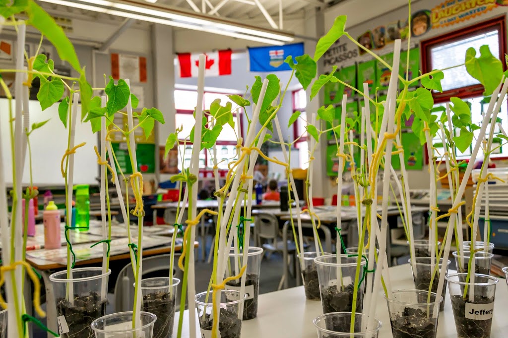 Earl Buxton School | 250 Rhatigan Rd E Northwest, Edmonton, AB T6R 2H7, Canada | Phone: (780) 435-1577