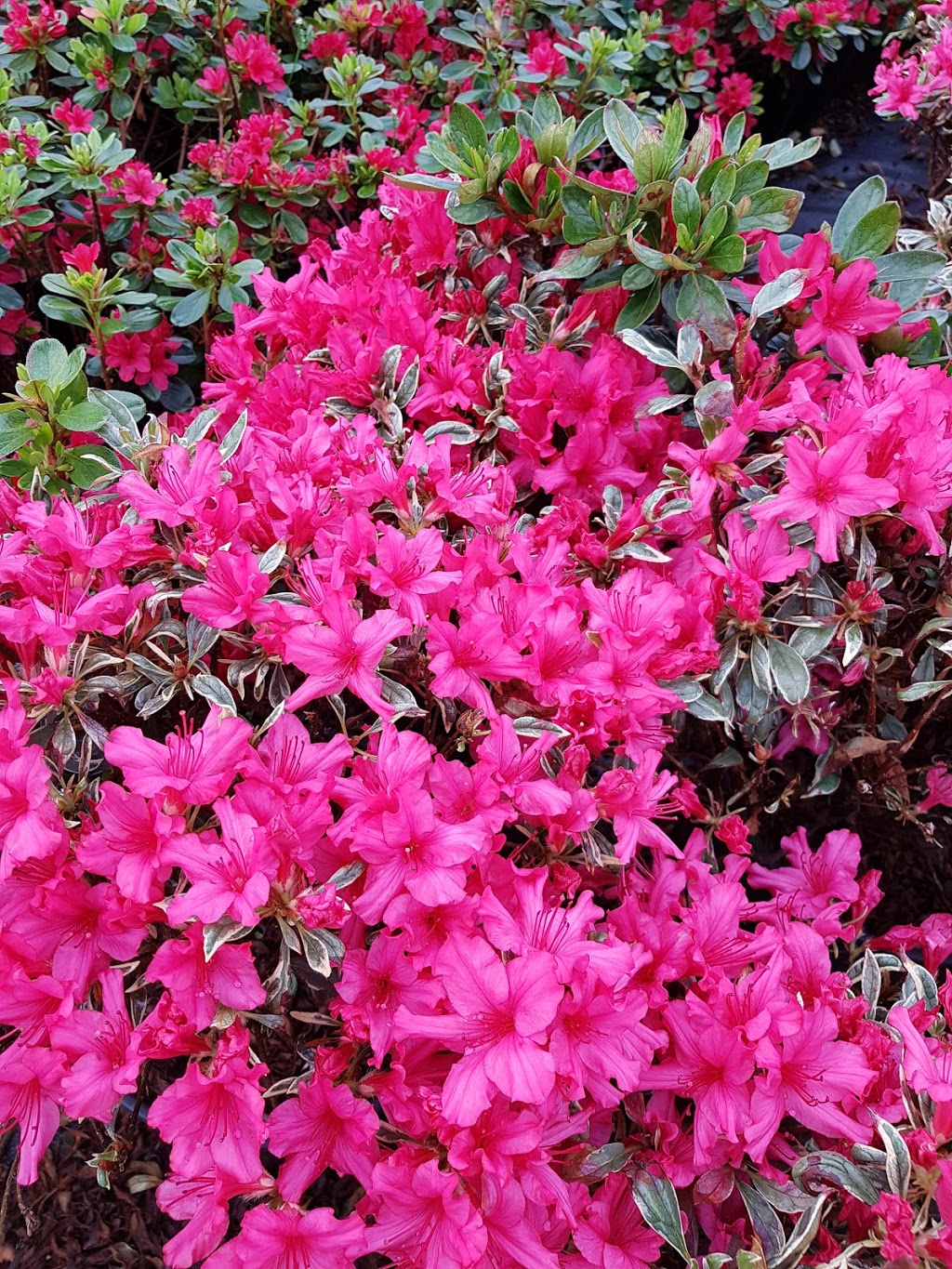 Green Mountain Nursery Ltd. | 2682 Lefeuvre Rd, Abbotsford, BC V4X 1H6, Canada | Phone: (604) 300-7226