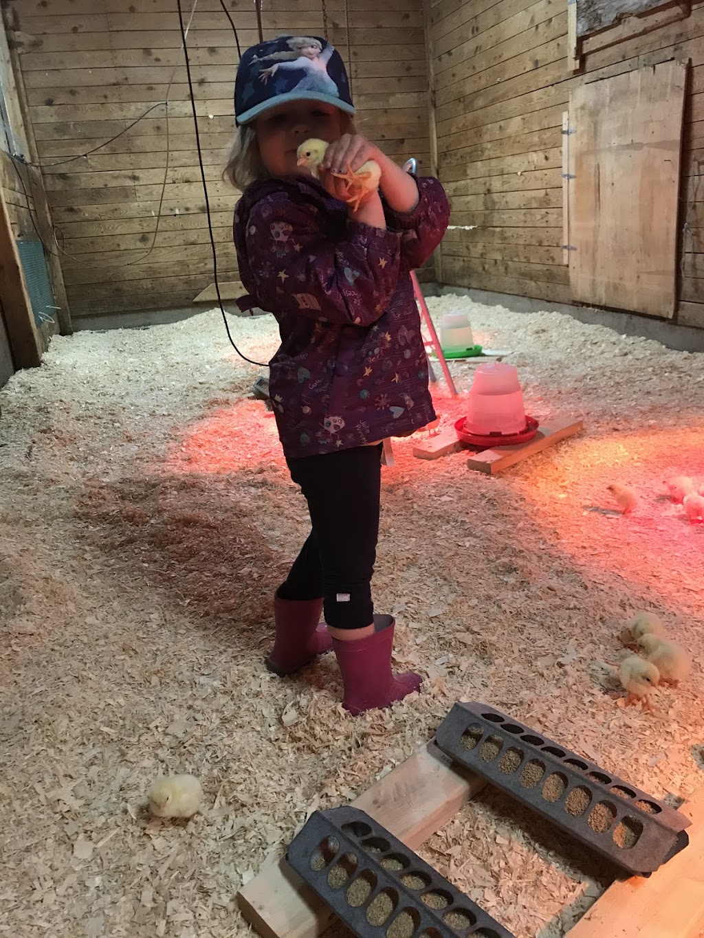Ferme Bouffe-Or | 234 QC-133, Sabrevois, QC J0J 2G0, Canada | Phone: (450) 358-2788