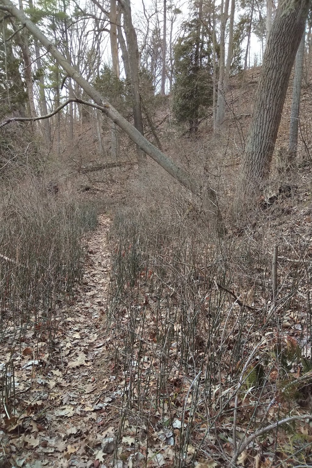 Forested Dunes Nature Reserve | Lambton Shores, ON N0M 2L0, Canada