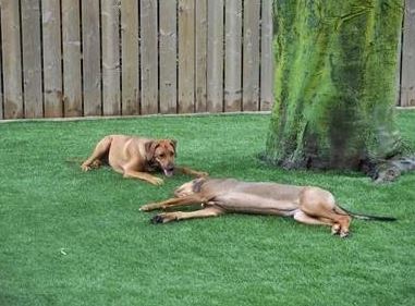 Northern Turf Solutions | 3 Progress Dr, Orillia, ON L3V 0T7, Canada | Phone: (705) 345-9371