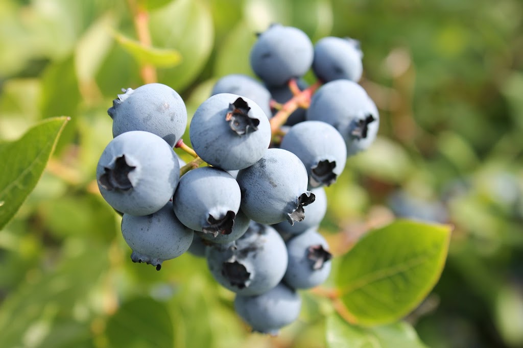 Les Bleuets du Vire Crêpes | 975 Chem. Vire-Crêpes, Saint-Nicolas, QC G7A 2A1, Canada | Phone: (418) 836-2955
