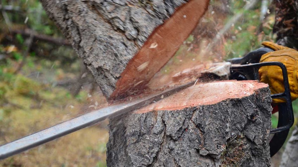 Ultimate Tree Service | 15656 Kennedy Rd, Caledon Village, ON L7C 2H7, Canada | Phone: (905) 757-8733