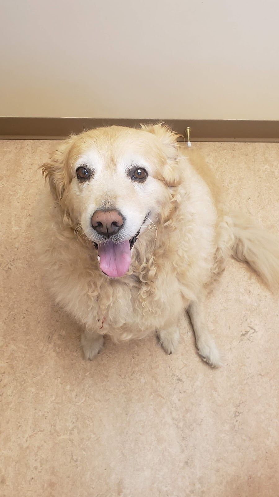 Sylvan Lake Veterinary Clinic | 4640 44 St, Sylvan Lake, AB T4S 1L1, Canada | Phone: (403) 887-4240