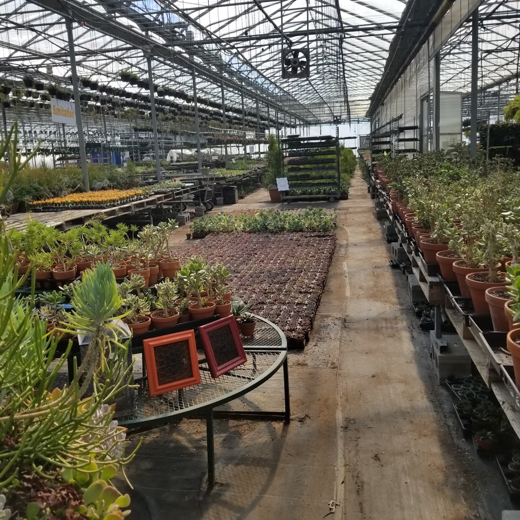 Floral Dimensions | 906 Hwy 20 W, Fenwick, ON L0S 1C0, Canada | Phone: (905) 892-4947