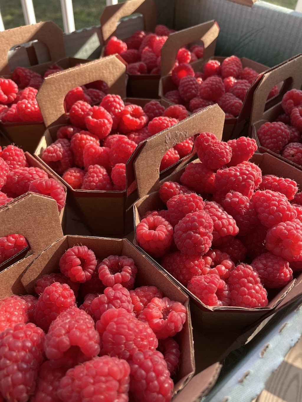 Framboises et Parapluies | 147 Duncan, Saint-Chrysostome, QC J0S 1R0, Canada | Phone: (514) 797-0161