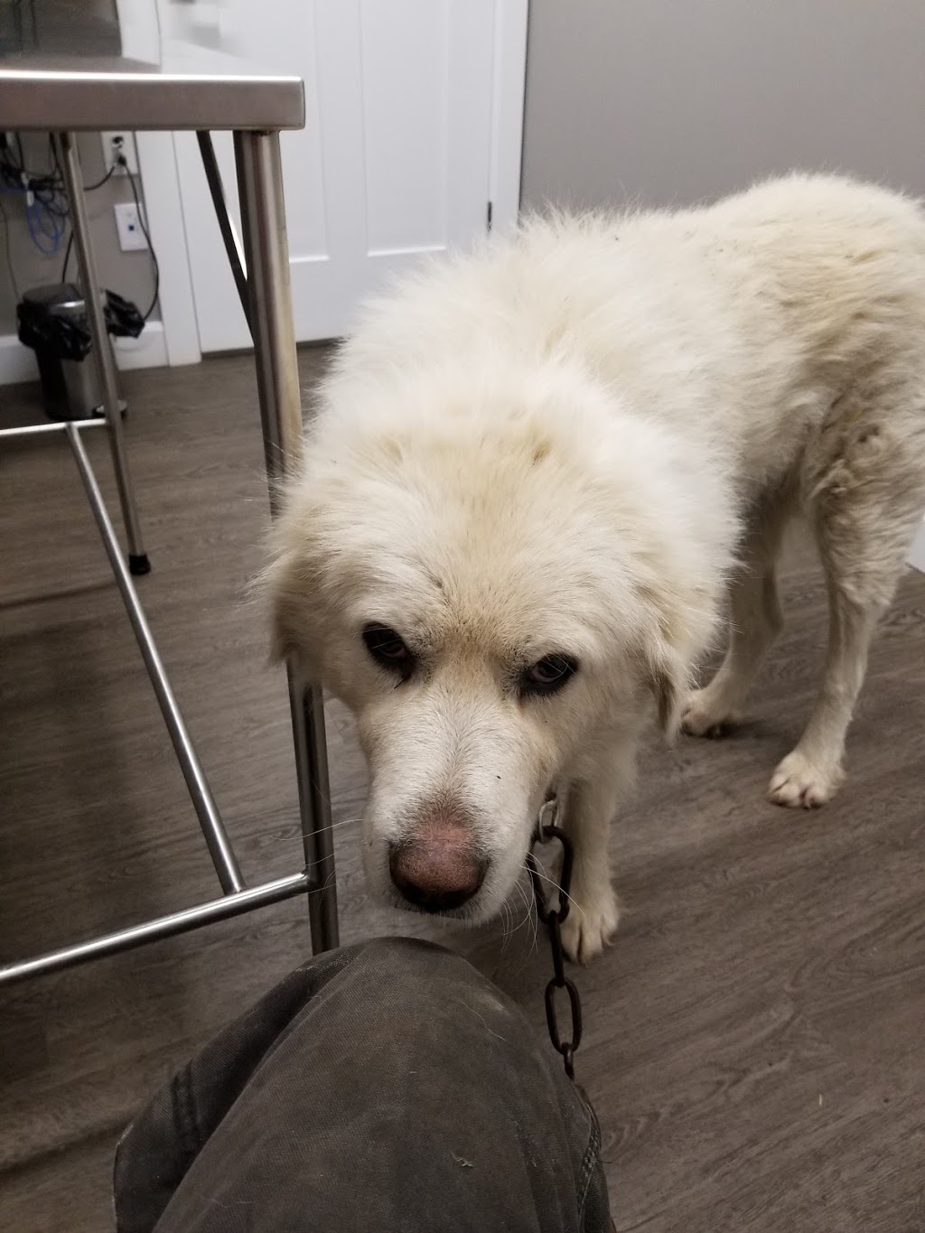 Mississippi Mills Animal Hospital | 497 Ottawa St, Almonte, ON K0A 1A0, Canada | Phone: (613) 256-8000