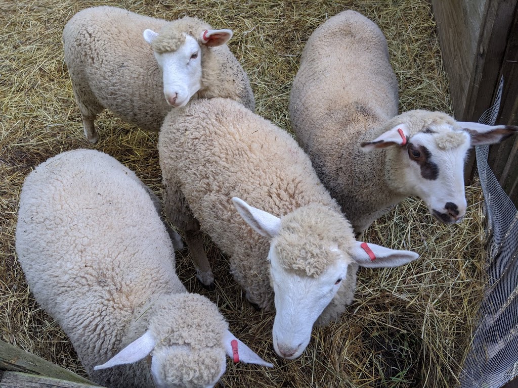 Maple Heights Farms | 3358 5th Line, Innisfil, ON L9S 4P8, Canada | Phone: (705) 220-1632