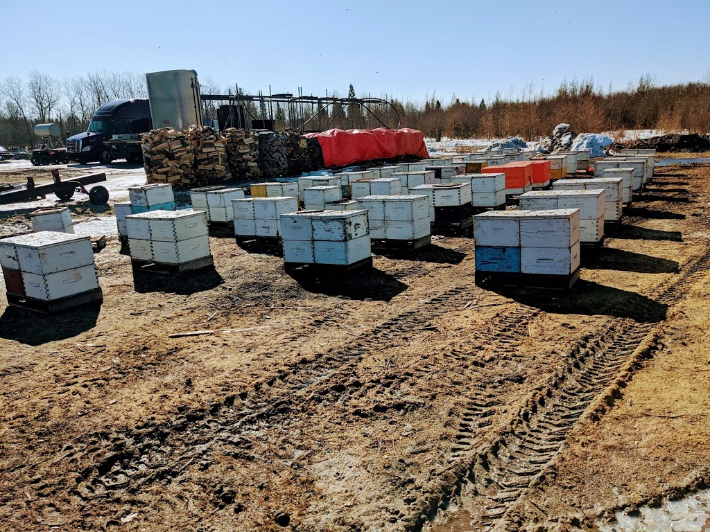 Reger Honey Farm | 28036 Lasko Rd, Marchand, MB R0A 0Z0, Canada | Phone: (204) 424-9164