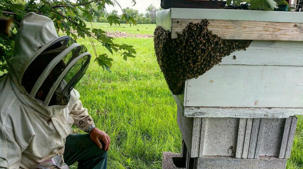 Niagara Honey | 5002 Garner Rd, Niagara Falls, ON L2E 6S4, Canada | Phone: (905) 650-5981