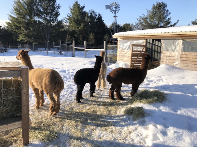 Windmill Point Alpaca Farm | 24 Otter Ln, Coboconk, ON K0M 1K0, Canada | Phone: (289) 969-0314