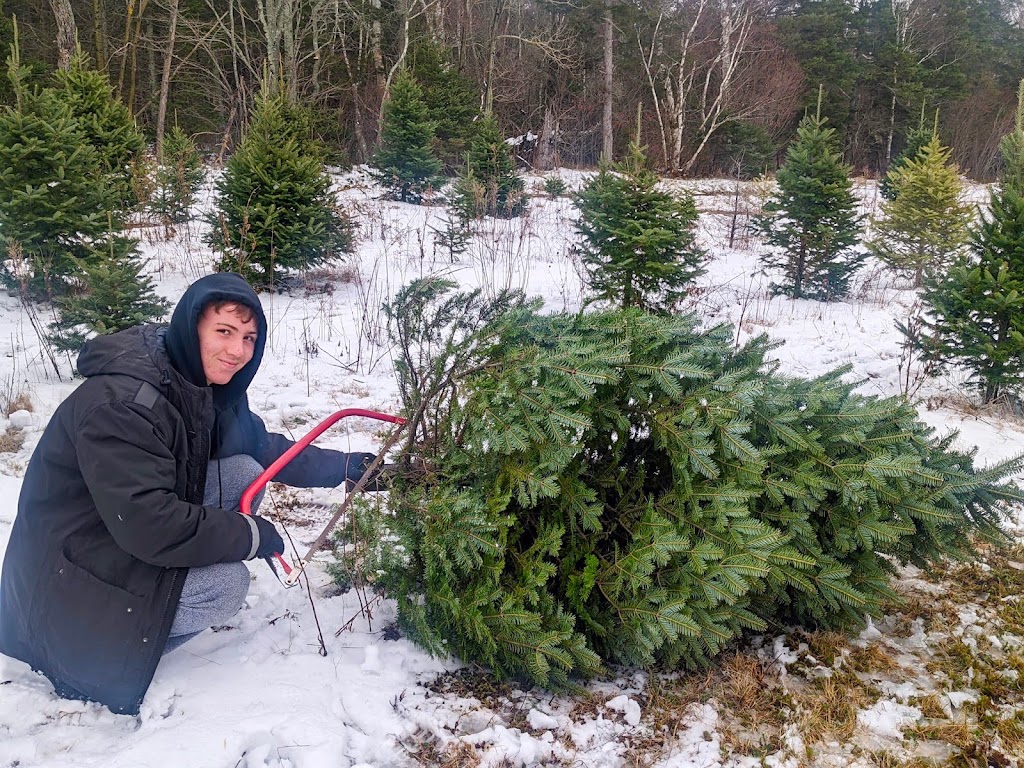 Kellys Christmas Tree Farm | 4013 Fort Augustus Rd, Fort Augustus, PE C1A 2Z3, Canada | Phone: (902) 394-2215