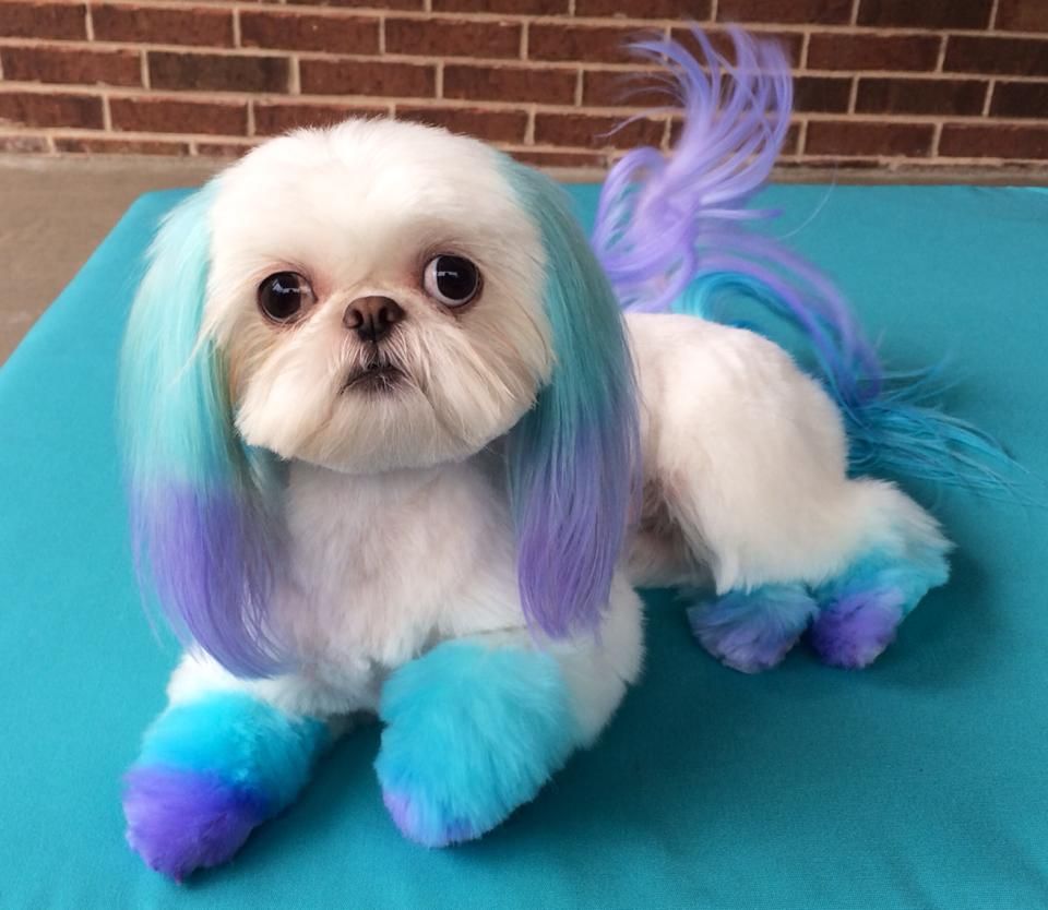 Gone With The Dogs | 2 Glenabbey Dr, Oshawa, Courtice, ON L1E 1C1, Canada | Phone: (905) 404-8746