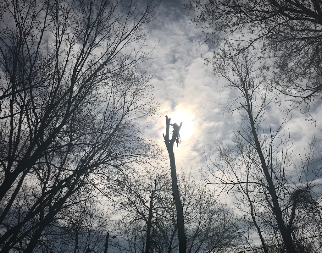 OLIVERS TREE SERVICE | 80 Rue des Pionniers, LÎle-Perrot, QC J7V 8W2, Canada | Phone: (438) 927-5378