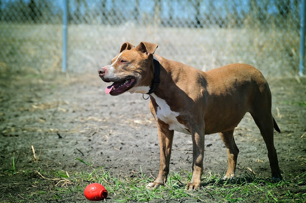 780 Kennels | 51227 Range Rd 280, Alberta T7Y 3H6, Canada | Phone: (780) 887-8805