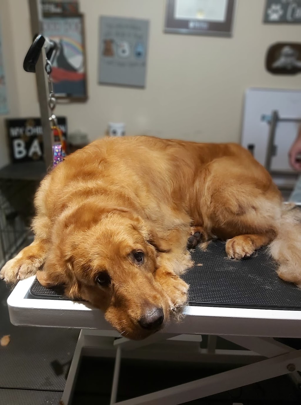 Dos 4 Doggies | 43 Elginfield Dr, Guelph, ON N1E 4E5, Canada | Phone: (519) 820-3164