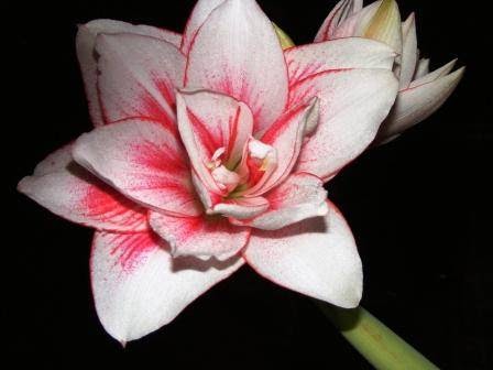Eternal Seed Garden Centre | 2309 Zillinsky Rd, Powell River, BC V8A 0N8, Canada | Phone: (604) 487-1304