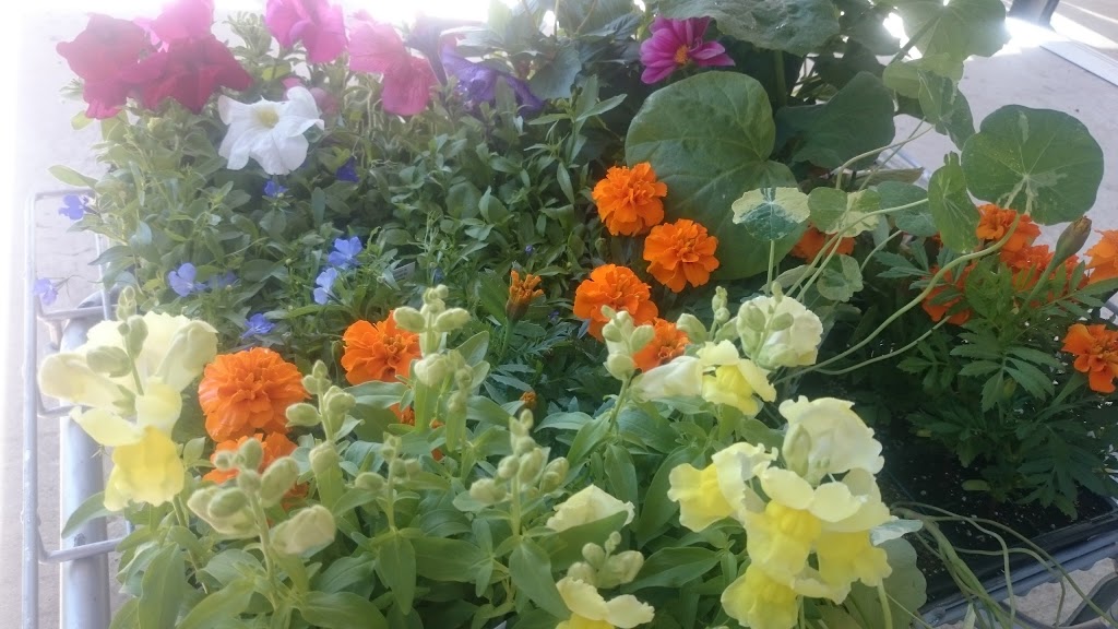 Hollys Green House | 423016 Range Rd 34, Box 1478, Rimbey, AB T0C 2J0, Canada | Phone: (403) 843-2892