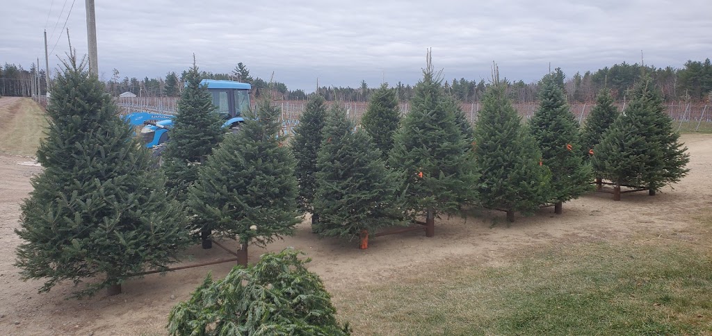 Alans Christmas Trees | 940 Route 495, Mundleville, NB E4W 2N5, Canada | Phone: (506) 523-9056