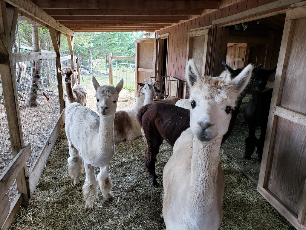 Serendipity Farm and Sanctuary - Alpacas & Llamas | 929 S Lavant Rd, Lanark, ON K0G 1K0, Canada | Phone: (613) 259-3304