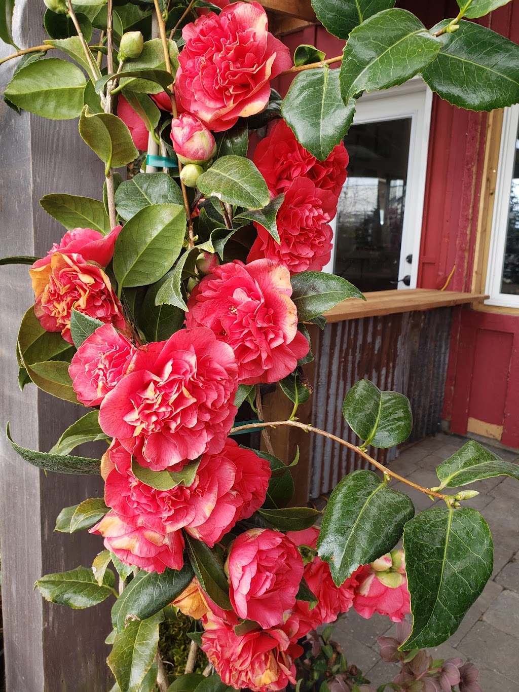 Paradise Plants Garden Centre | 2480 Hardy Rd, Courtenay, BC V9J 1T2, Canada | Phone: (250) 897-3898