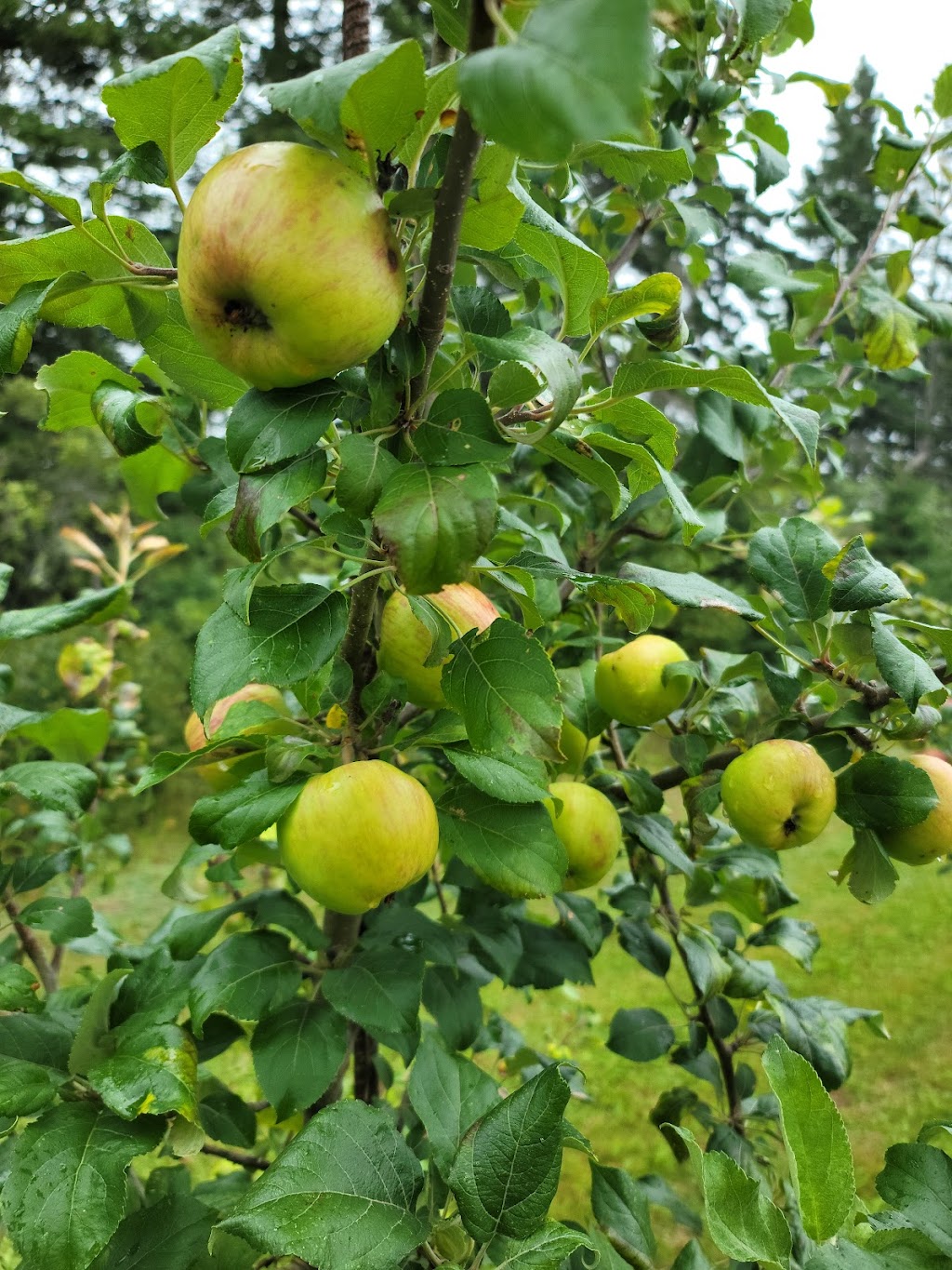 Riverdale Orchard and Cidery | 582 Riverdale Rd, Bonshaw, PE C0A 1C0, Canada | Phone: (902) 218-0580