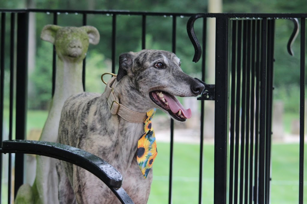 Hound Haven | 98 Yuell Rd, Simcoe, ON N3Y 4J9, Canada | Phone: (519) 582-8080