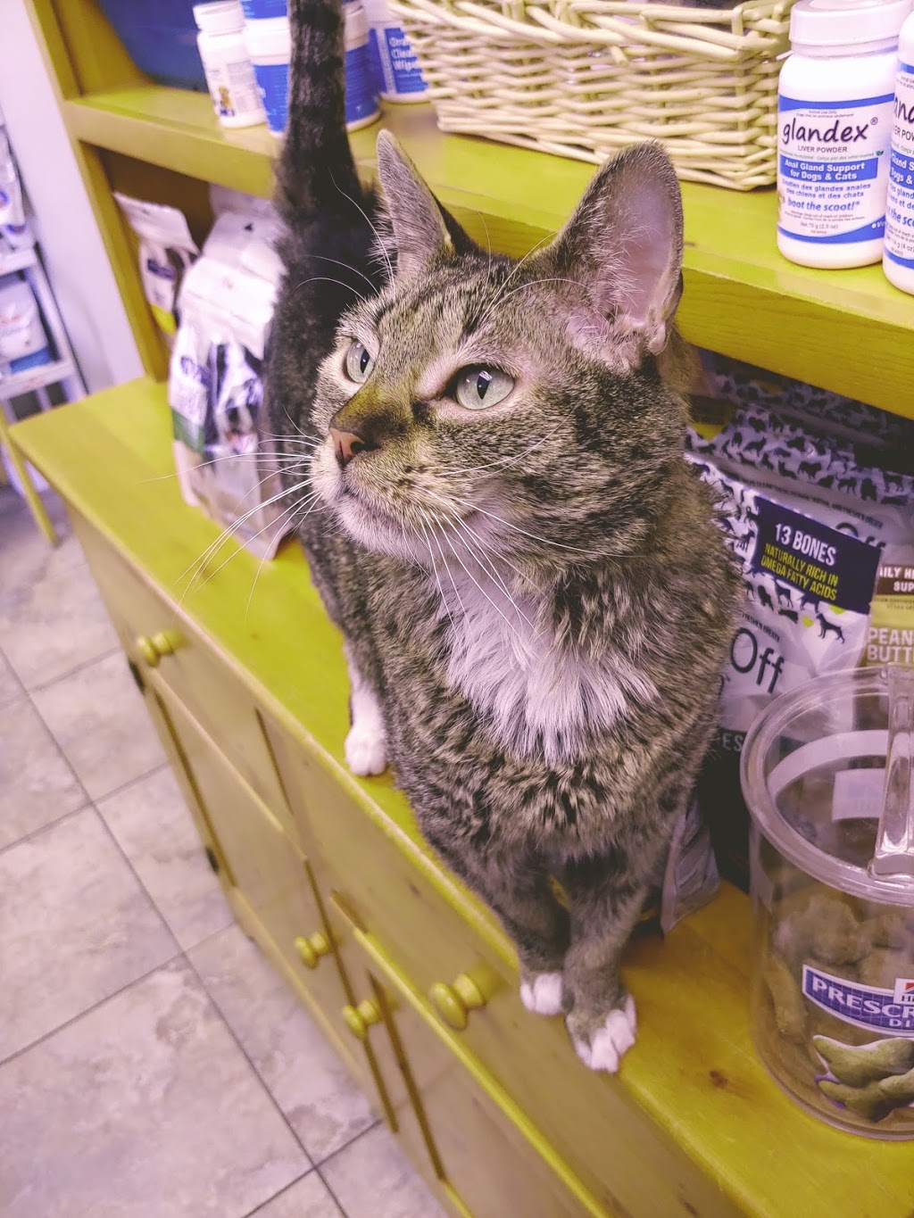 Rutland Pet Hospital - Kelowna Vet Clinic | 595 Houghton Rd, Kelowna, BC V1X 6E9, Canada | Phone: (250) 765-2916