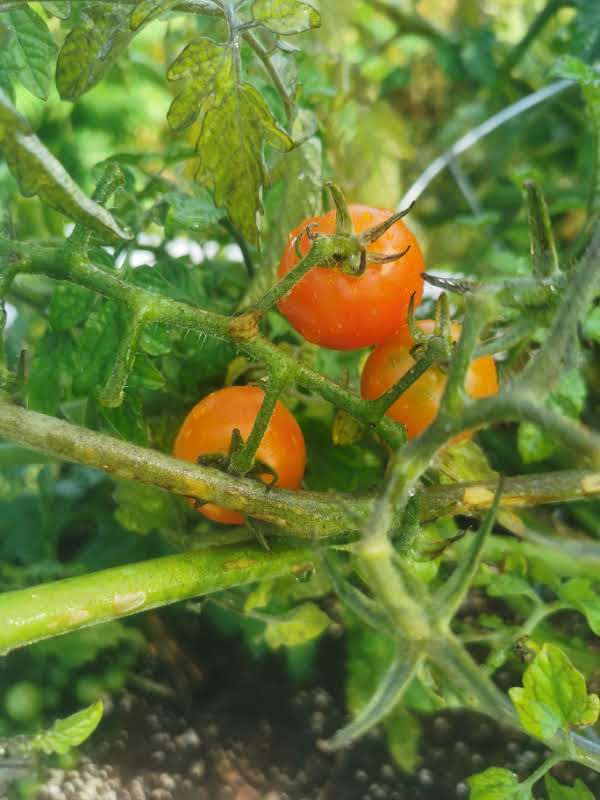 TREC Community Garden | 575 Taylor Rd, Breadalbane, PE C0A 1E0, Canada | Phone: (902) 916-7279