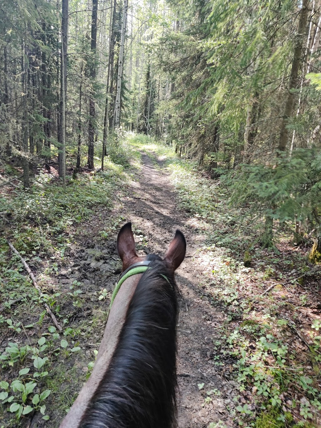 Drayton Valley Horse Club | 49028 Range Rd 91, Pembina, AB T0E 1K0, Canada | Phone: (780) 542-1388