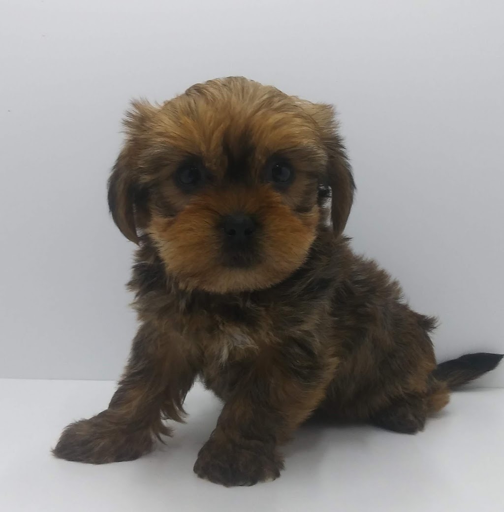 Clinique Veterinaire | 420 Rue Principale, Saint-Sauveur, QC J0R 1R4, Canada | Phone: (450) 227-3912