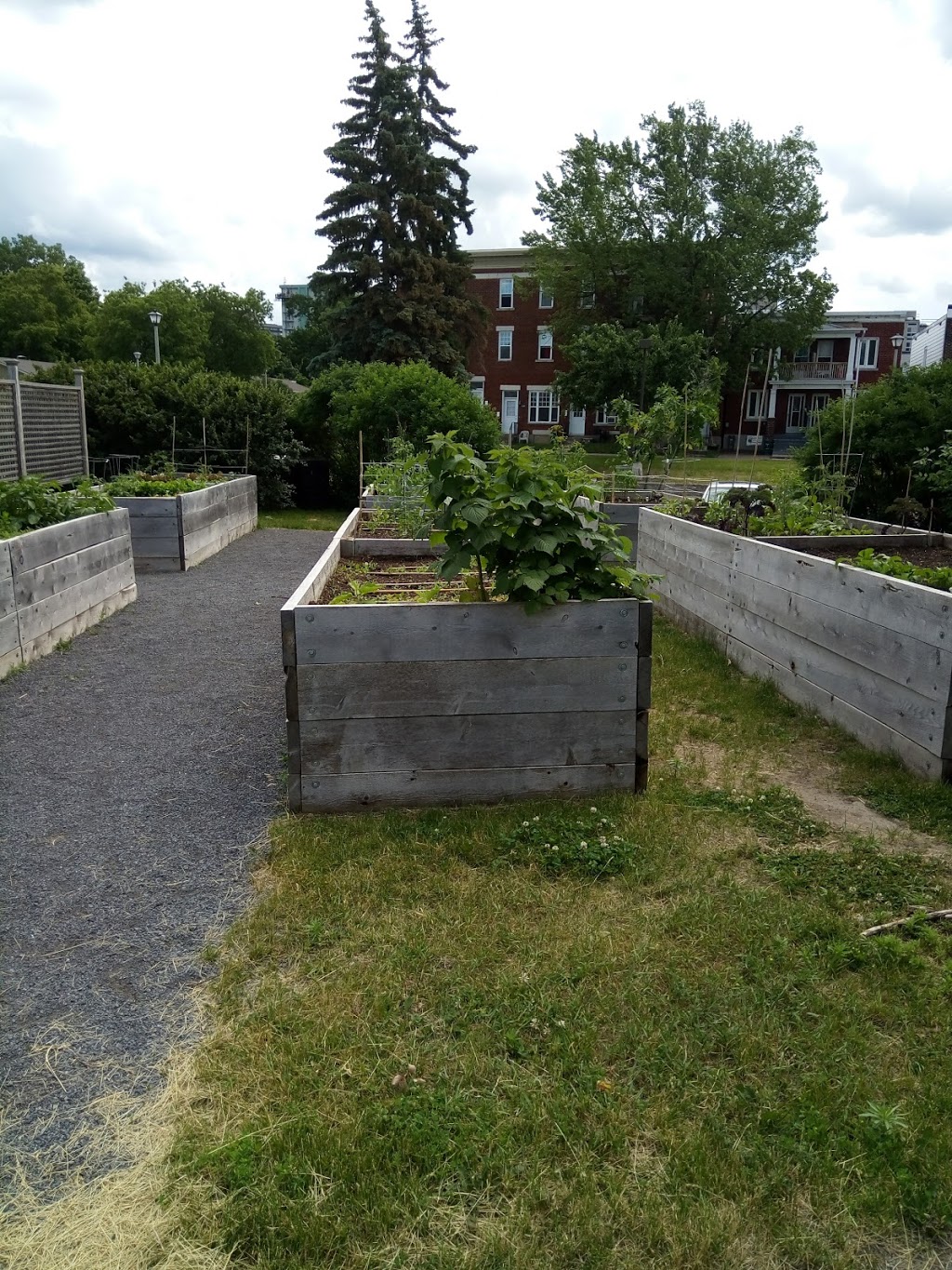 Angel Square Community Garden | 9G7, 40 Cobourg St, Ottawa, ON K1N 5N8, Canada | Phone: (613) 789-3930