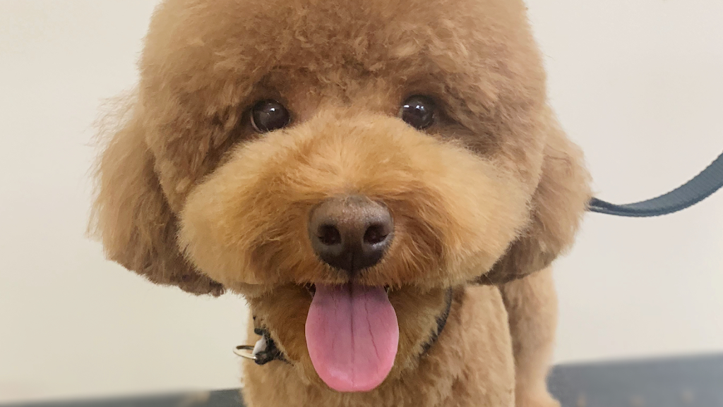 Furever Doggy Salon | 1896 Prince of Wales Dr Unit 5, Nepean, ON K2C 3W9, Canada | Phone: (613) 680-2222
