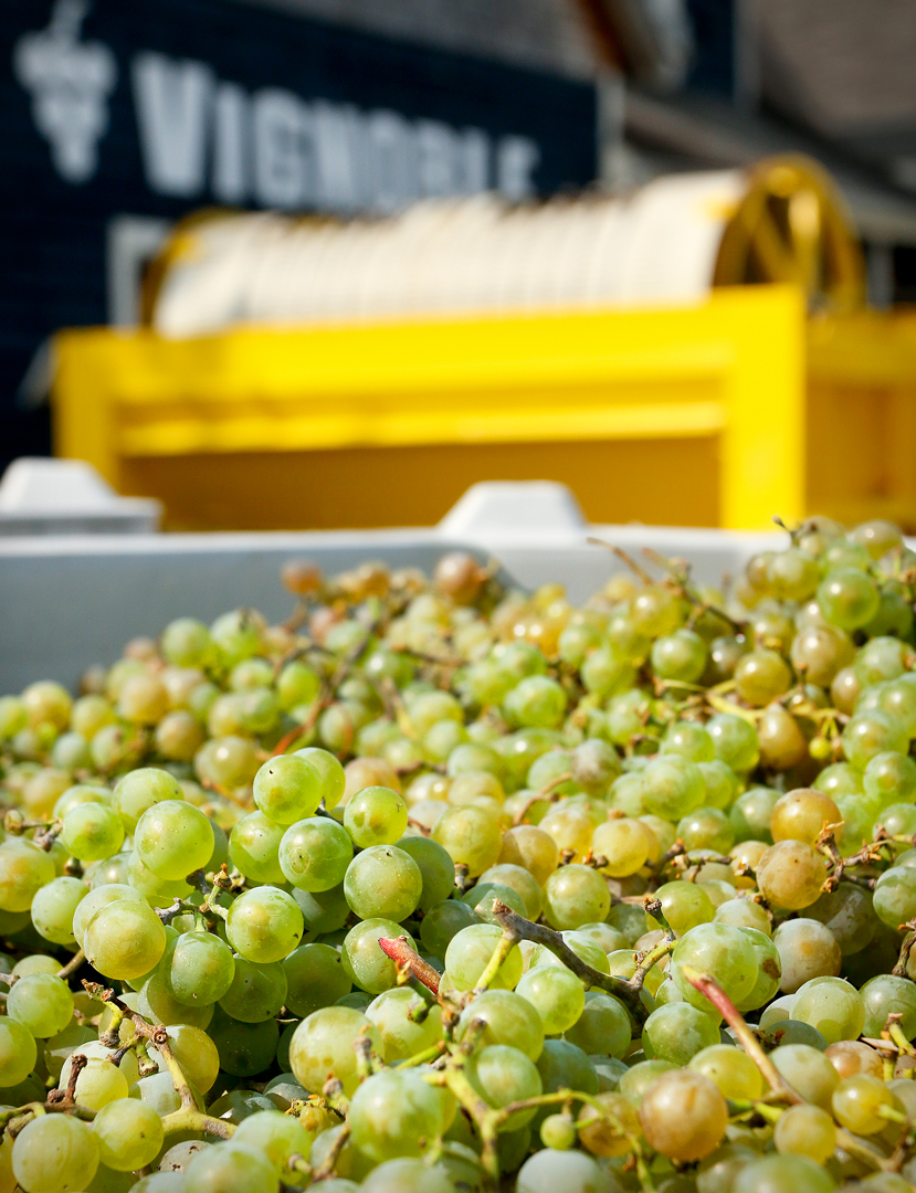Château de cartes, wine and cider | 1285 Rue Bruce, Dunham, QC J0E 1M0, Canada | Phone: (450) 295-2359