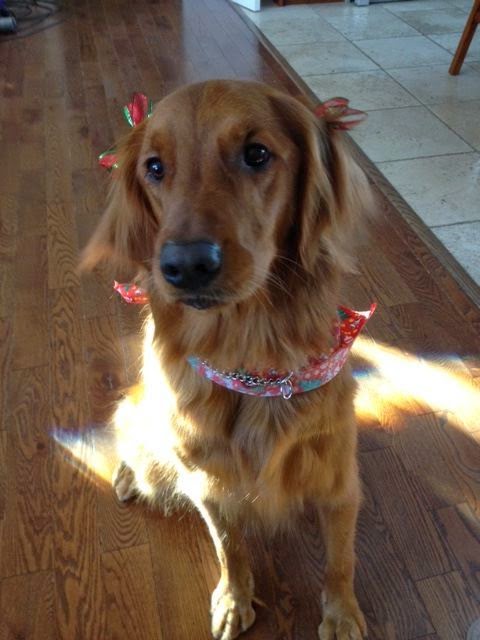 Paws to Claws Pet Services | 2832 Line 12, Bradford, ON L3Z 2A5, Canada | Phone: (289) 231-9205