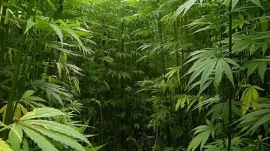 NIAGARA HEMP COMPANY INC. | 3898 Bridgewater St, Niagara Falls, ON L2G 6H5, Canada | Phone: (905) 401-2655