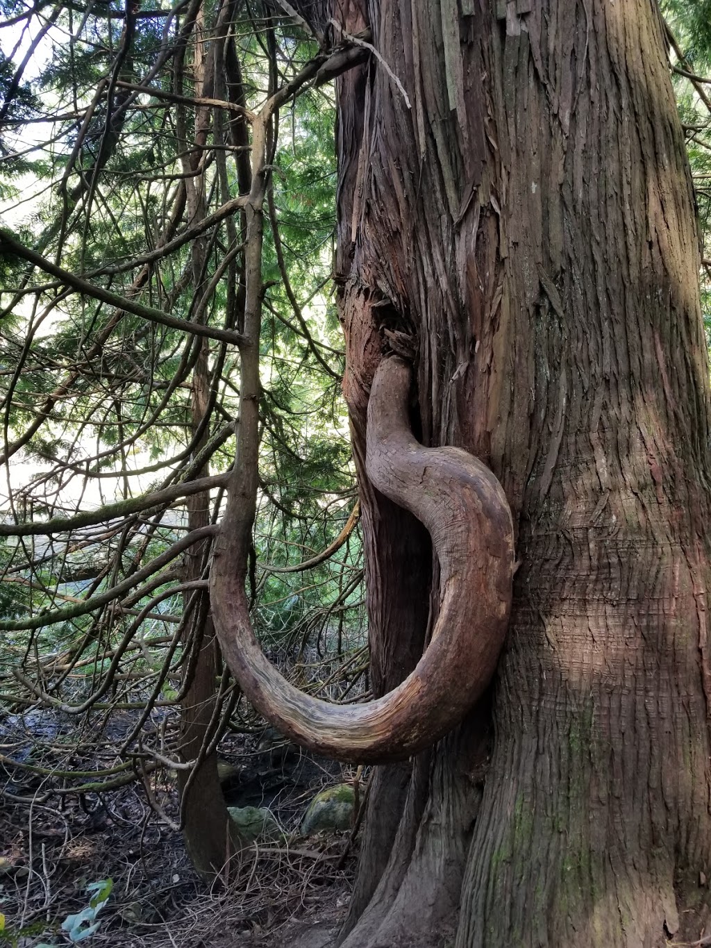 Smuggler Cove Marine Provincial Park | Halfmoon Bay, BC V0N 1Y0, Canada | Phone: (604) 885-3714